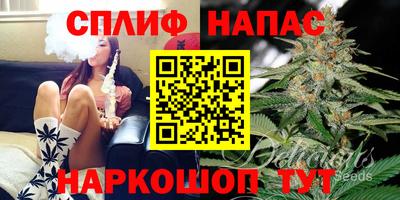 сатива Новозыбков